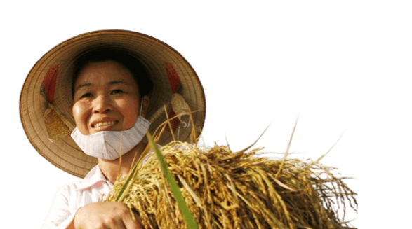 Rice Field